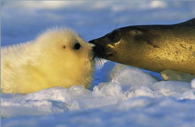 HarpSealKiss.CR_BrianSkerry.jpg