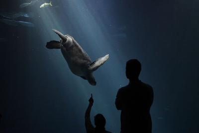 Aquarium visitors