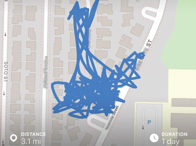 Tracking Cats