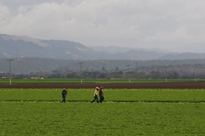 ag field
