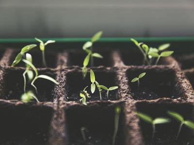 Horticulture Culture