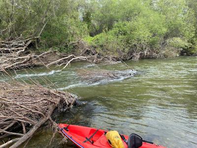 Carmel River thicket