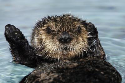 Young otter pup goes on exhibit at the Aquarium (and Otter Cam).  