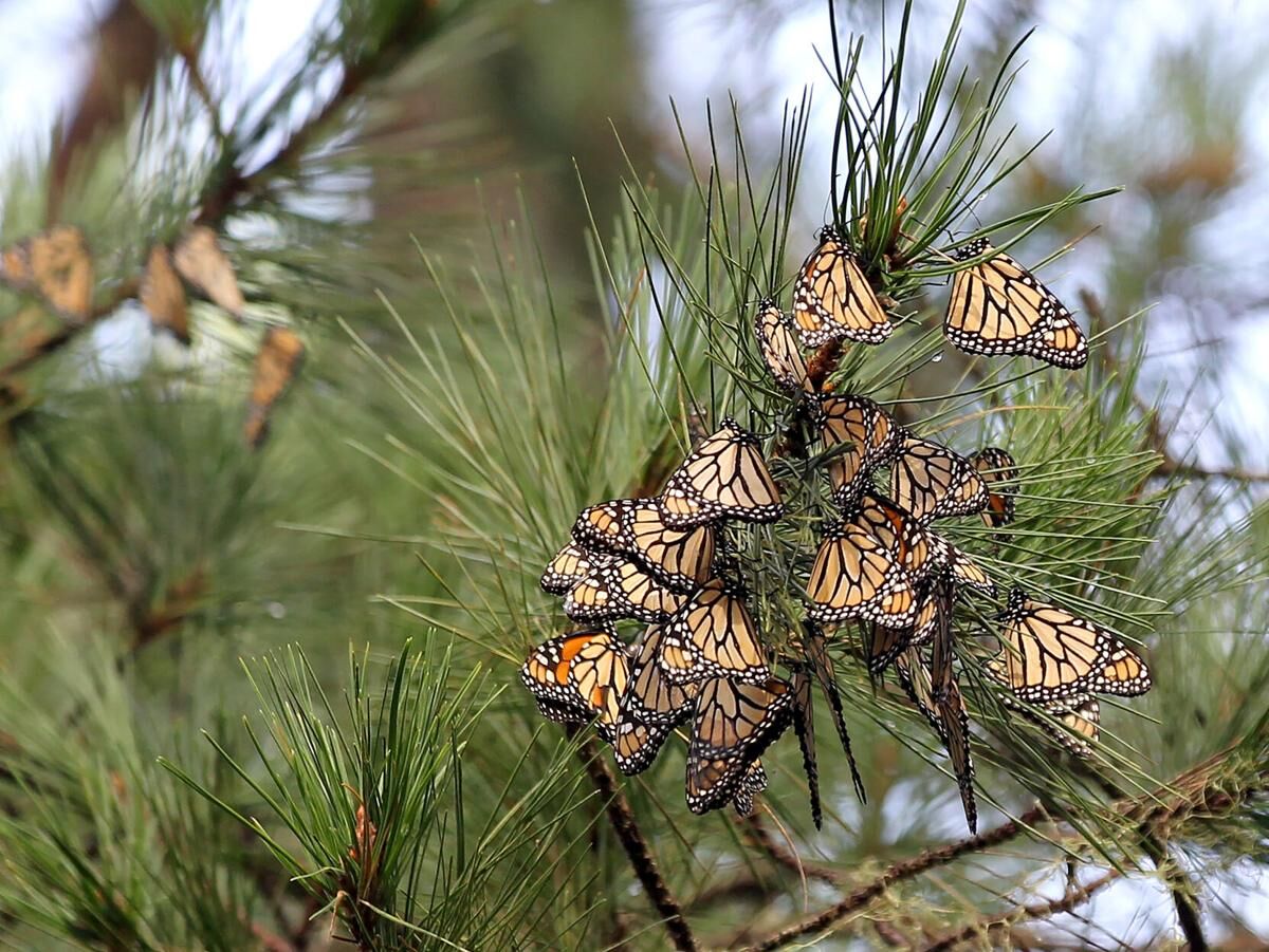 Western monarch count drops in 2023 up and down the coast; P.G. drops ...