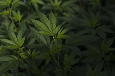 Cannabis closeup