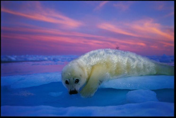 HarpSealPup-Sunset.CR_BrianSkerry.jpg