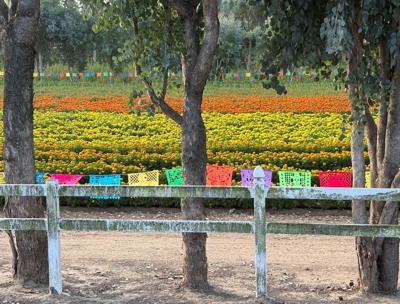 Royal Oaks marigolds