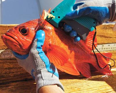 Fishing Poll
