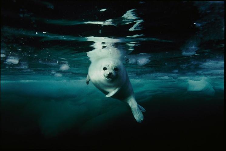 HarpSealPup.CR_BrianSkerry.jpg