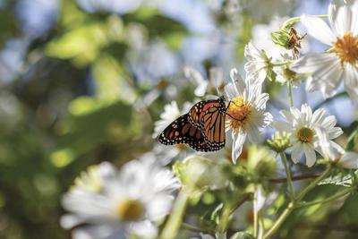 Cross Pollination