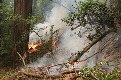 Brush blazes