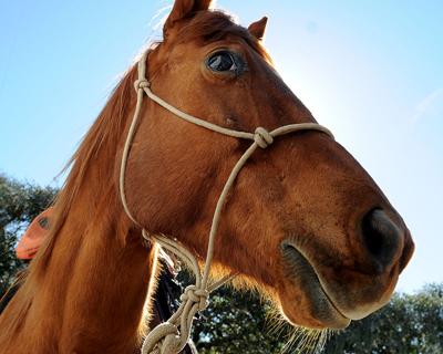 Monterey Downs horse