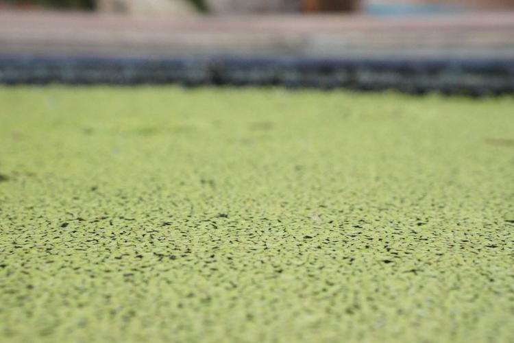 duckweed