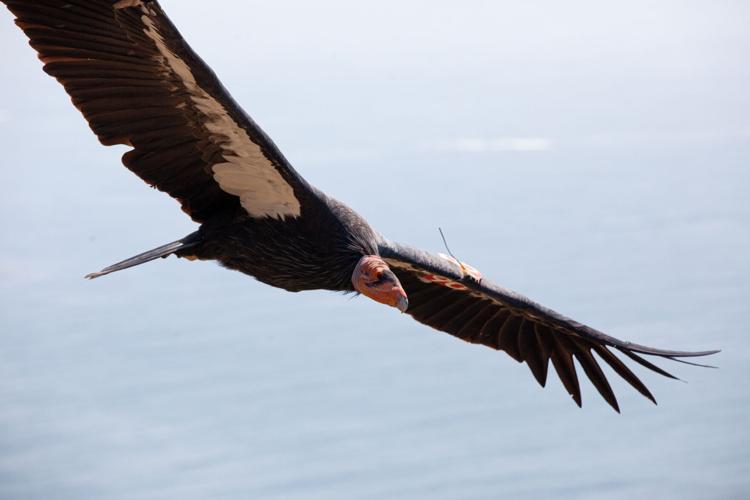 Condors - PS -8.jpg