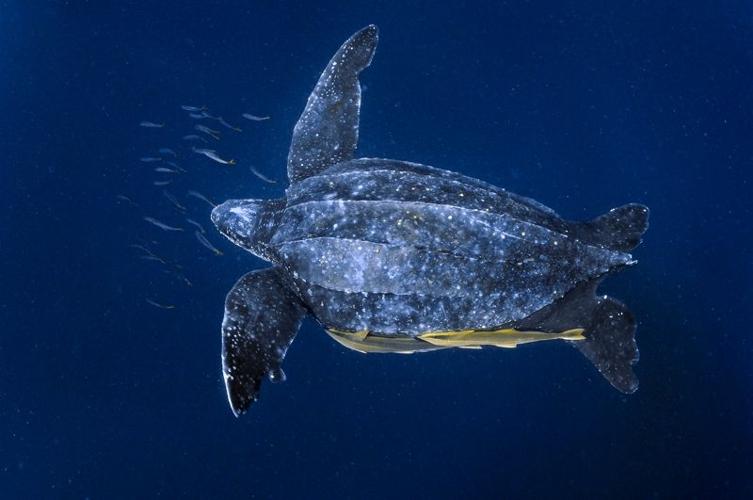 LeatherbackTurtle.CR_BrianSkerry.jpg