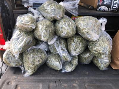 Cannabis bust in Big Sur