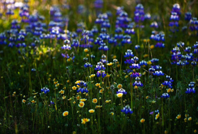 Spring planting