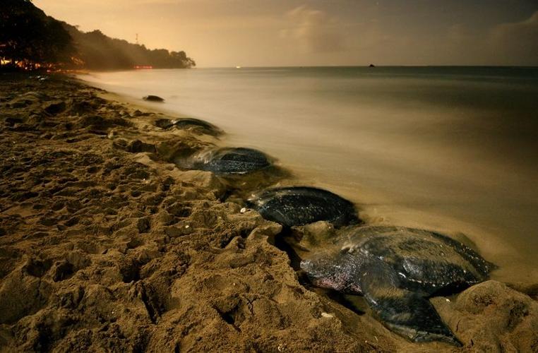 LeatherbackTurtlesNesting.CR_BrianSkerry.jpg
