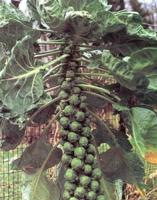 <b>Second Chances:</b> Brussels sprouts, it turns out, are not inherently disgusting.  