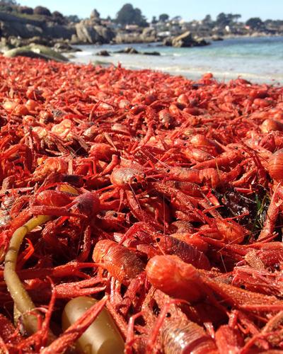 Crabs 2