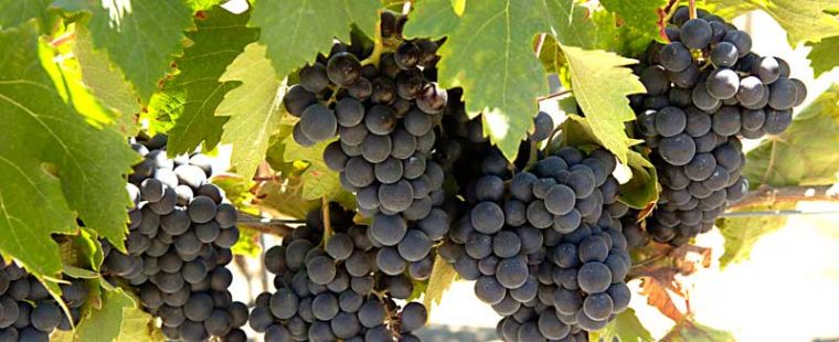 The River Road Wine Trail is a must-do for local grape lovers.  