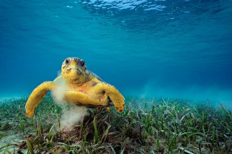 LoggerheadTurtle.CR_BrianSkerry.jpg