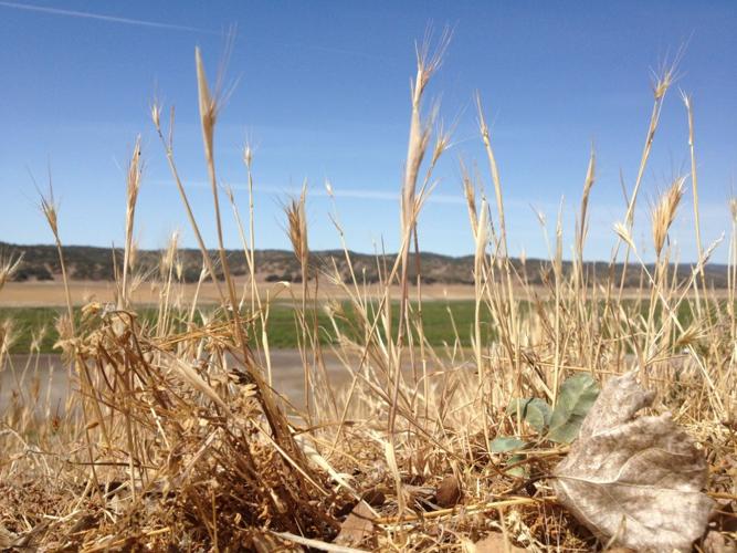 Dry weedy lake.JPG
