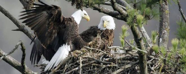 Lake San Antonio tours give visitors an inspiring look at the iconic bird.  