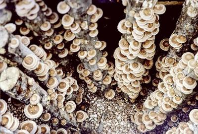 Mushroom Crowd