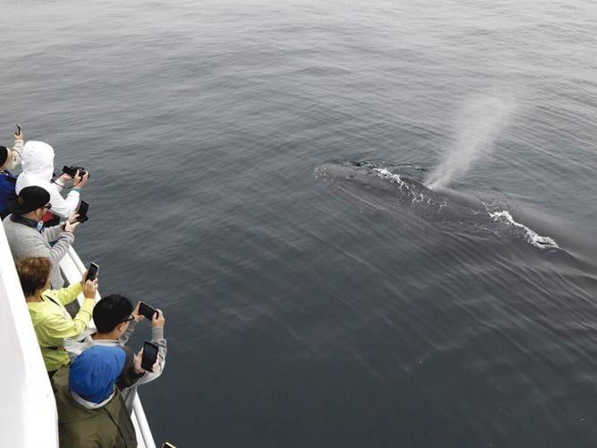 Best Boat Tour | Princess Monterey Whale Watching