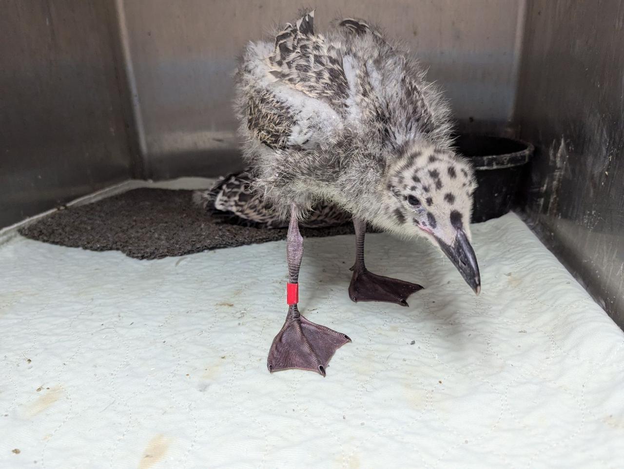 Slow down for the baby gulls that are learning how to fly.