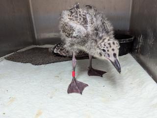 Slow down for the baby gulls that are learning how to fly.