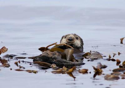 Kelp Pitstop