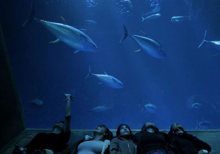 101424 Monterey Bay Aquarium 01.JPG