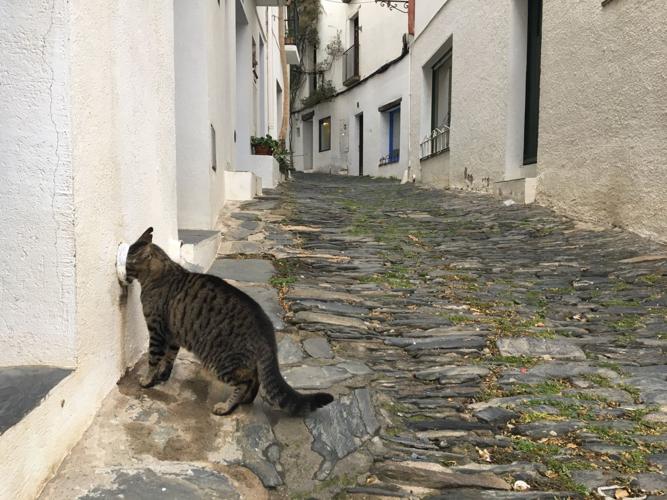 Cat: Head in Gutter