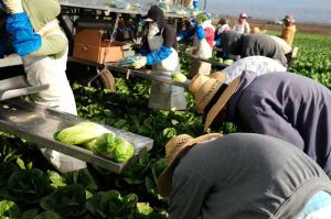 Farmworkers harvesting lettuce