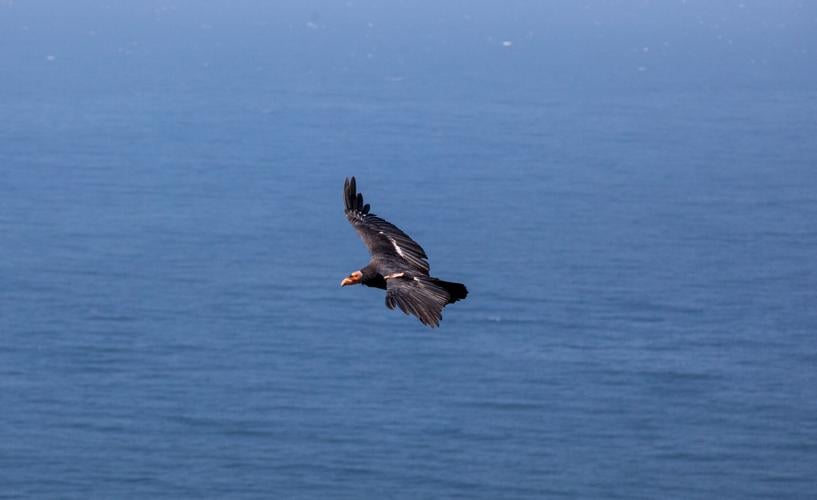 Condors - PS -7.jpg