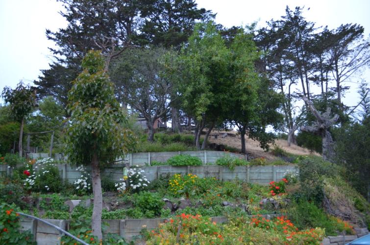 Tiered garden.JPG