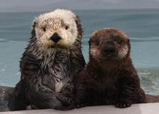 Monterey Bay Aquarium 'Super Mom' Sea Otter Dies | Blogs ...