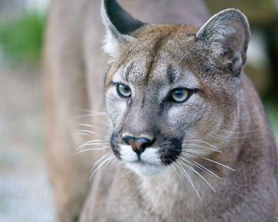 Mountain lion