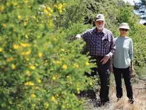 Image for display with article titled A 4.6-acre Habitat Reserve in Del Rey Oaks, Encircled by Barbed Wire, Is Vulnerable to a New Threat.