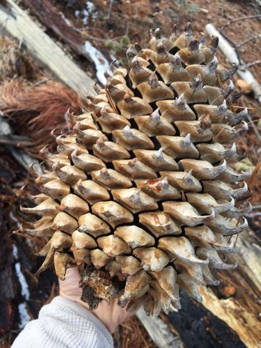 pineapple pine cone.jpg