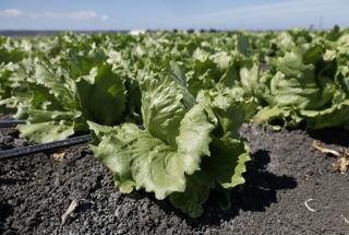 As the cyclospora outbreak shows, gaps in the food safety system put everyone at risk.