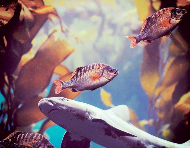 One Day - Monterey Bay Aquarium