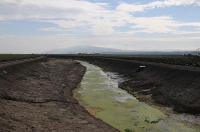 Davis Study Finds Groundwater Contamination, Recommends Cutbacks in Fertilizer  