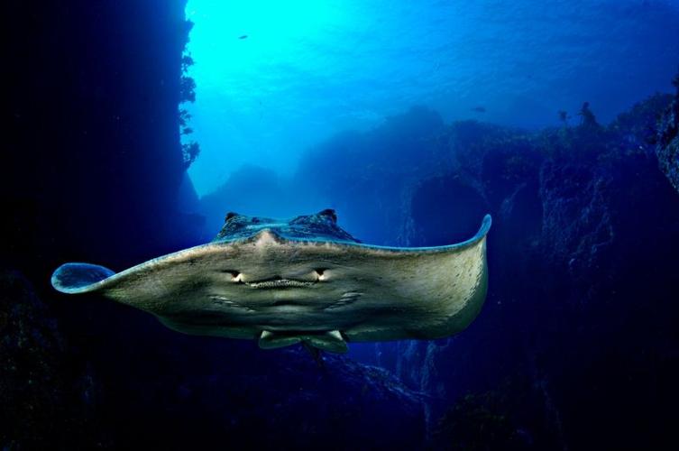 ShortTailedStingray-Canyon.CR_BrianSkerry.jpg