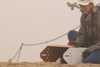 Snowy plover release