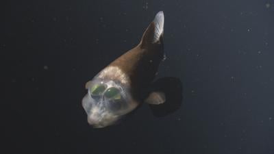Barreleye fish