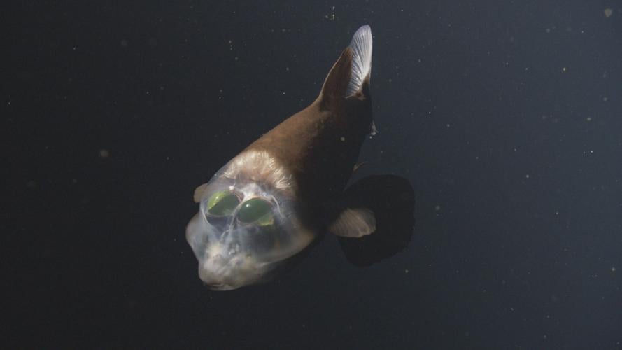 Barreleye fish