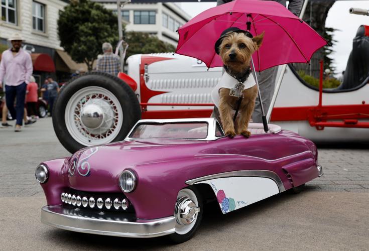 Little Car show dog